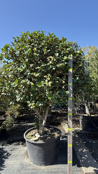 CAMELIA JAPONICA ROSSO
