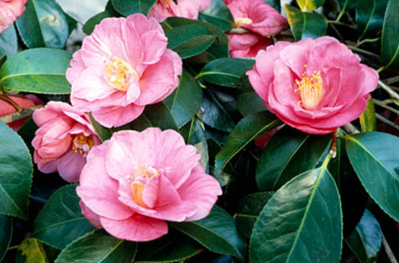 CAMELLIA JAPONICA