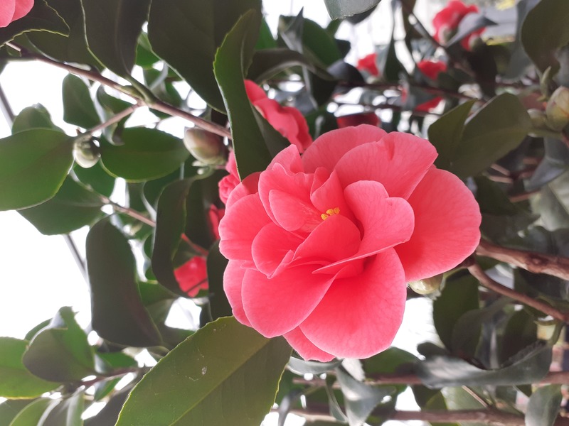 CAMELLIA JAPONICA CAMBELLI