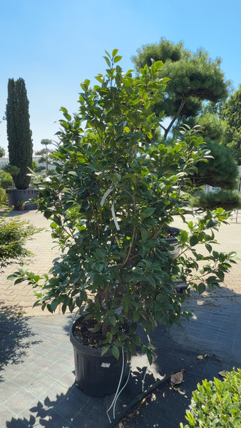 CAMELLIA JAPONICA