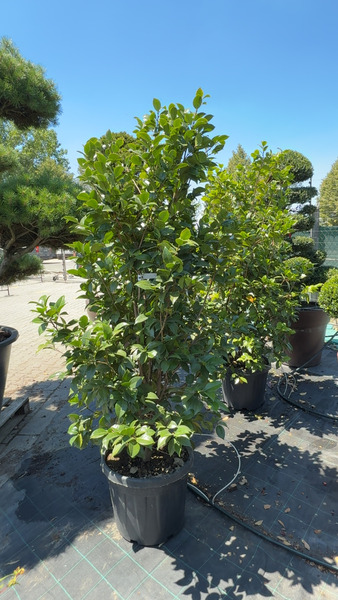 CAMELLIA JAPONICA
