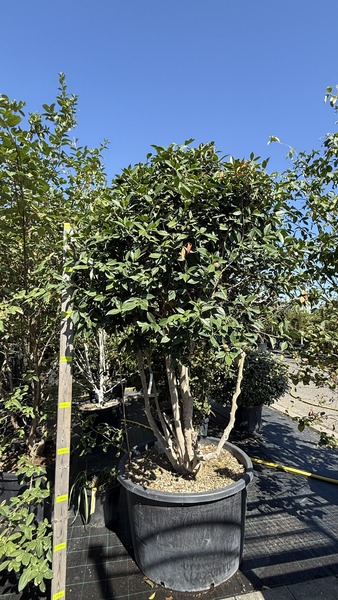 CAMELLIA SASANQUA ROSEA
