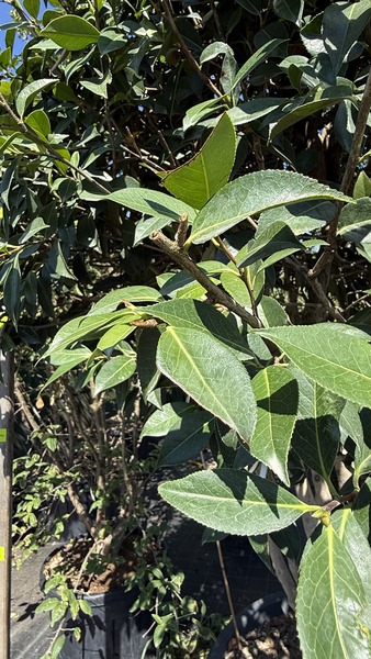 CAMELLIA SASANQUA ROSEA
