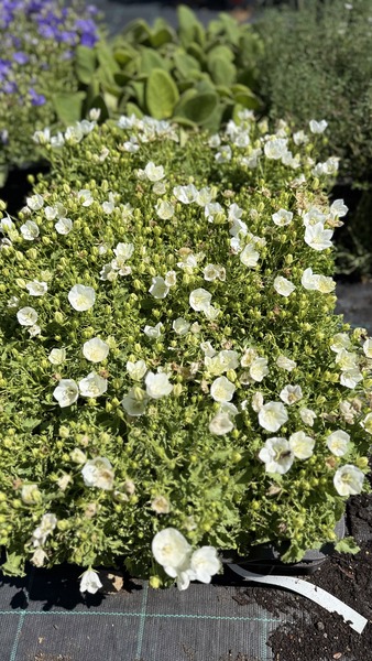 CAMPANULA CARPATICA AVIDA WHIT
