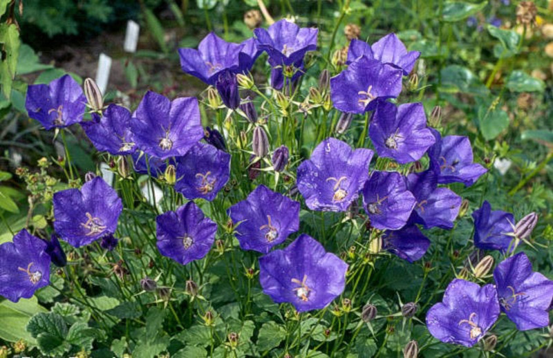 CAMPANULA CARPATICA BLUE