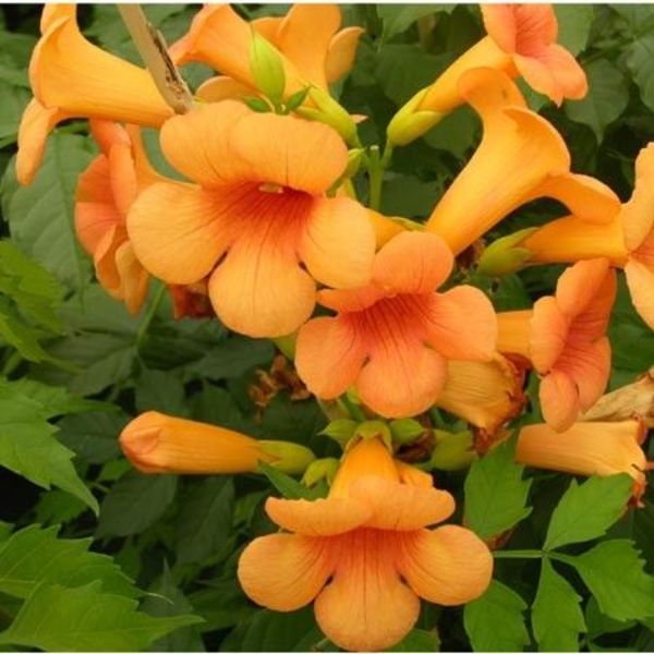 CAMPSIS RADICANS INDIAN SUMMER