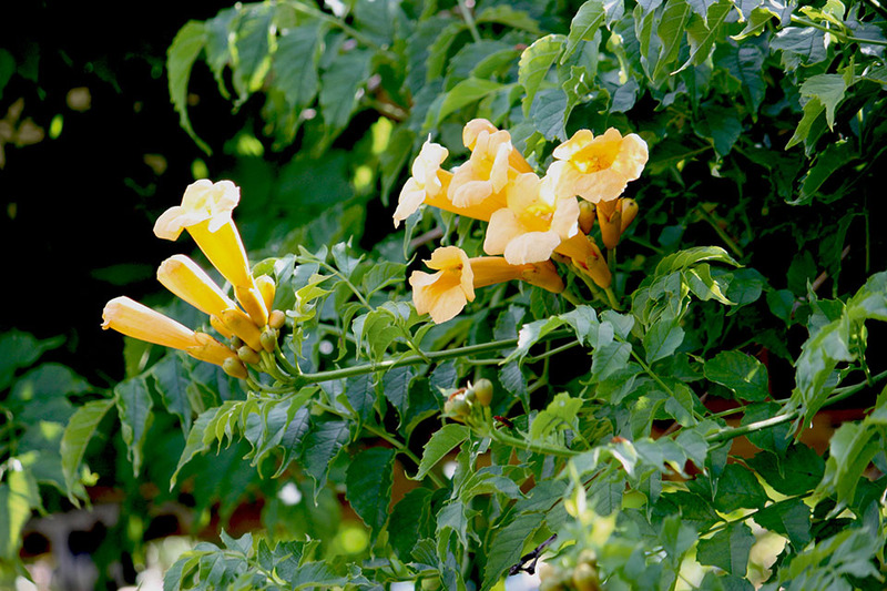 CAMPSIS RADICANS FLAVA