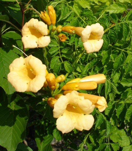 CAMPSIS RADICANS FLAVA