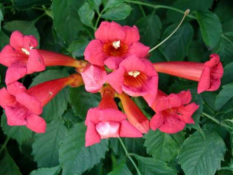 CAMPSIS RADICANS MME GALEN
