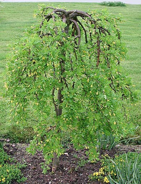 CARAGANA ARBORESCENS PENDULA