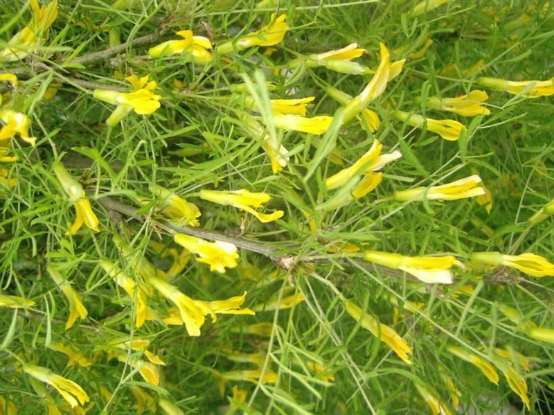 CARAGANA ARBORESCENS WALKER