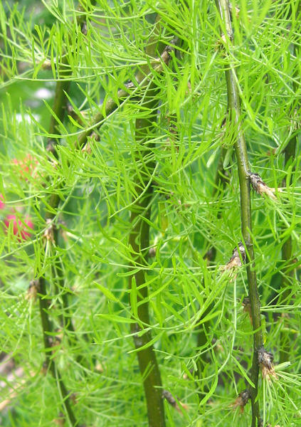 CARAGANA ARBORESCENS WALKER