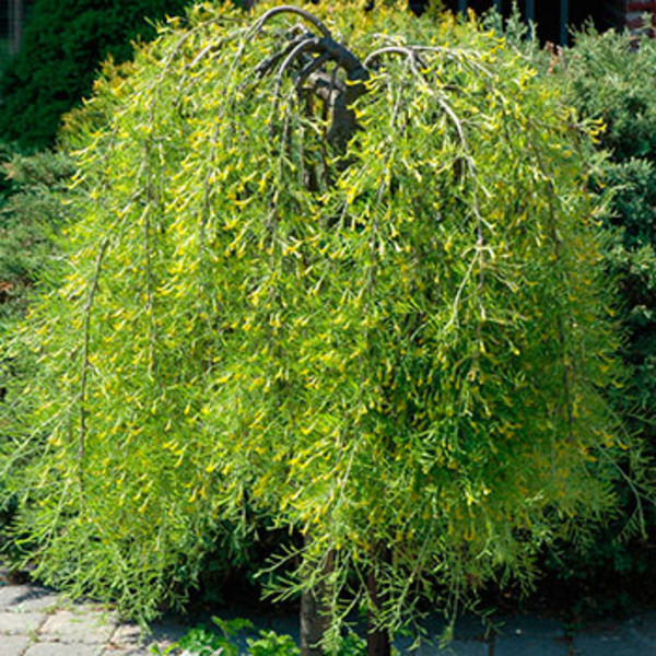 CARAGANA ARBORESCENS WALKER