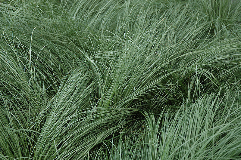 CAREX COMANS FROSTED CURLS