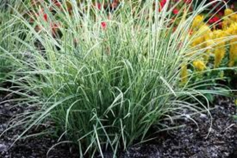 CAREX MORROWII GOLDBAND