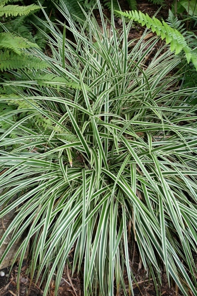 CAREX MORROWII VARIEGATA