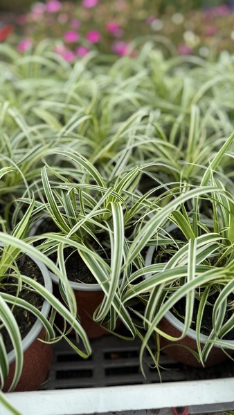 CAREX MORROWII FEATHER FALLS