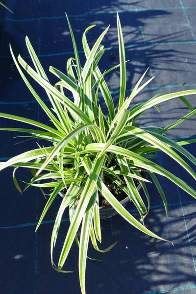 CAREX MORROWII ICE DANCE