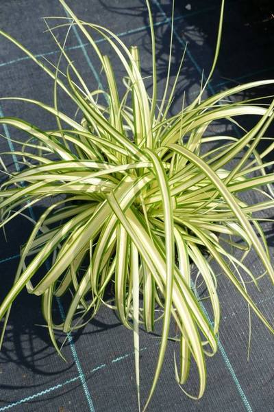 CAREX OSHIMENSIS EVERGOLD