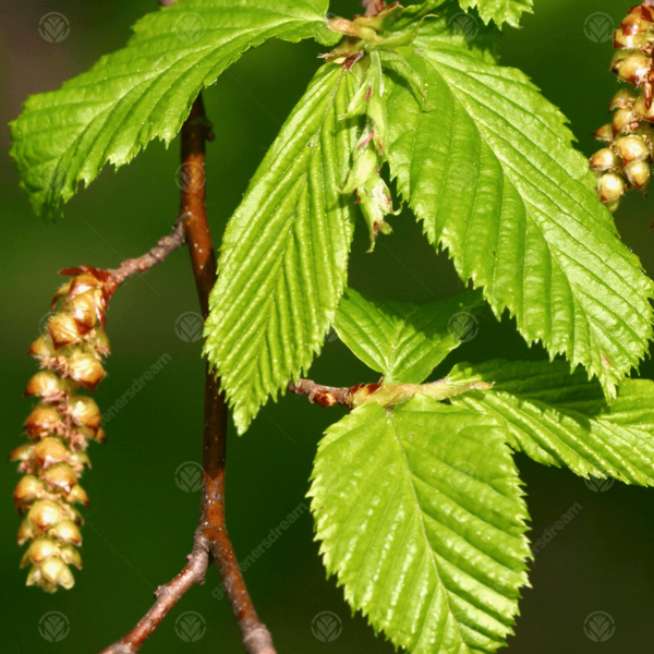 CARPINUS BETULUS