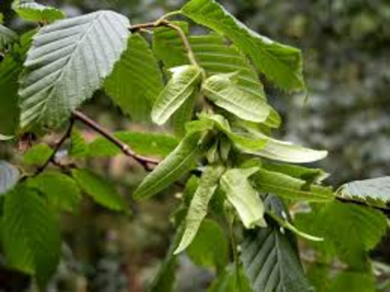 CARPINUS BETULUS