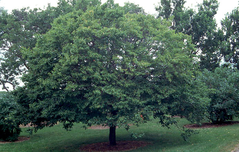 CARPINUS BETULUS