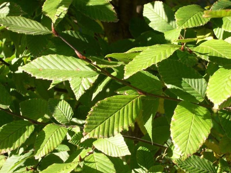 CARPINUS BETULUS