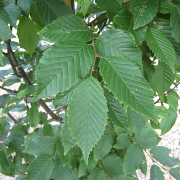 CARPINUS BETULUS FASTIGIATA