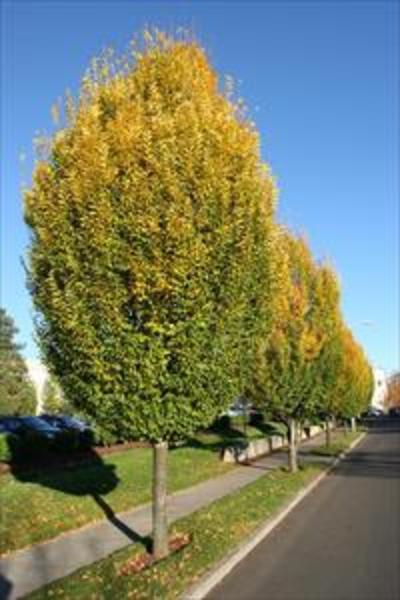 CARPINUS BETULUS FASTIGIATA