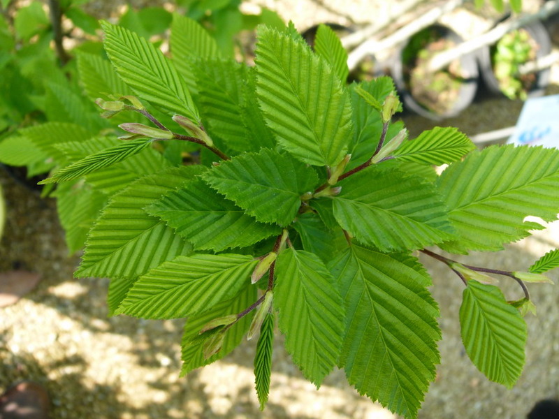 CARPINUS BETULUS