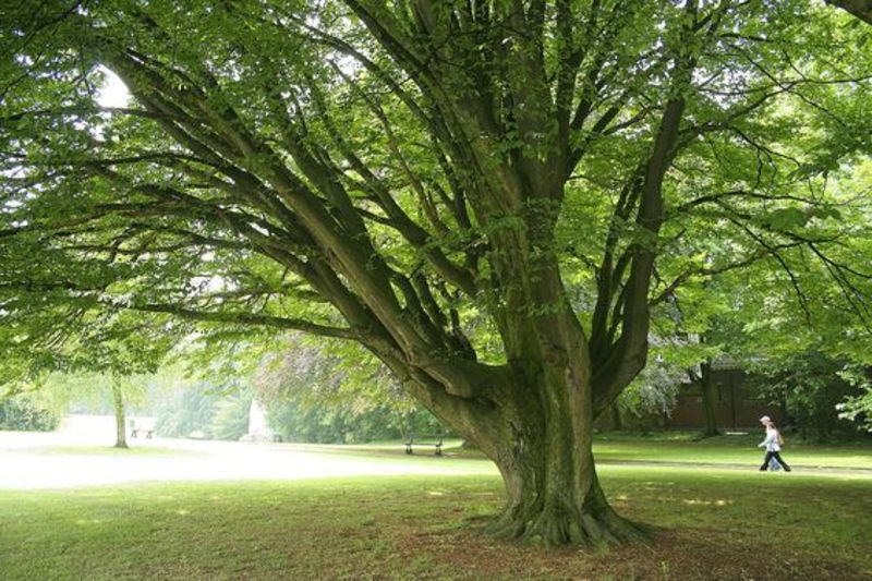 CARPINUS BETULUS
