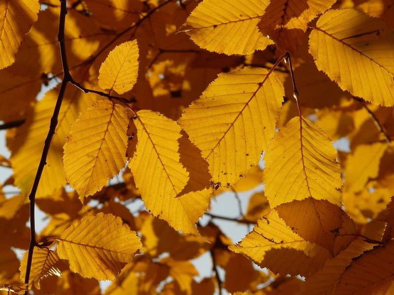 CARPINUS BETULUS