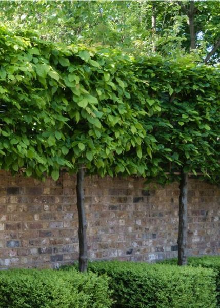 CARPINUS BETULUS