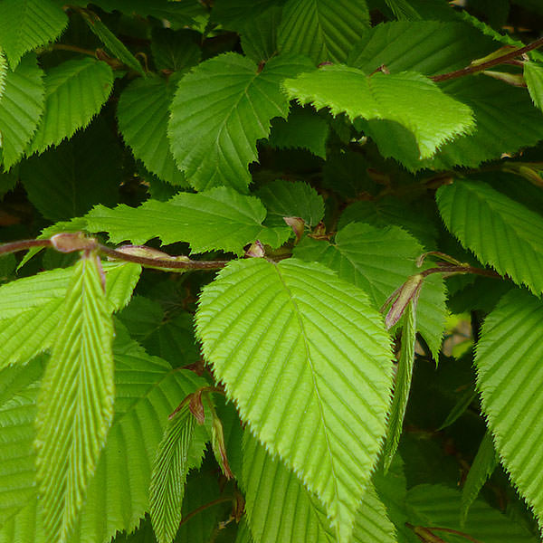 CARPINUS BETULUS