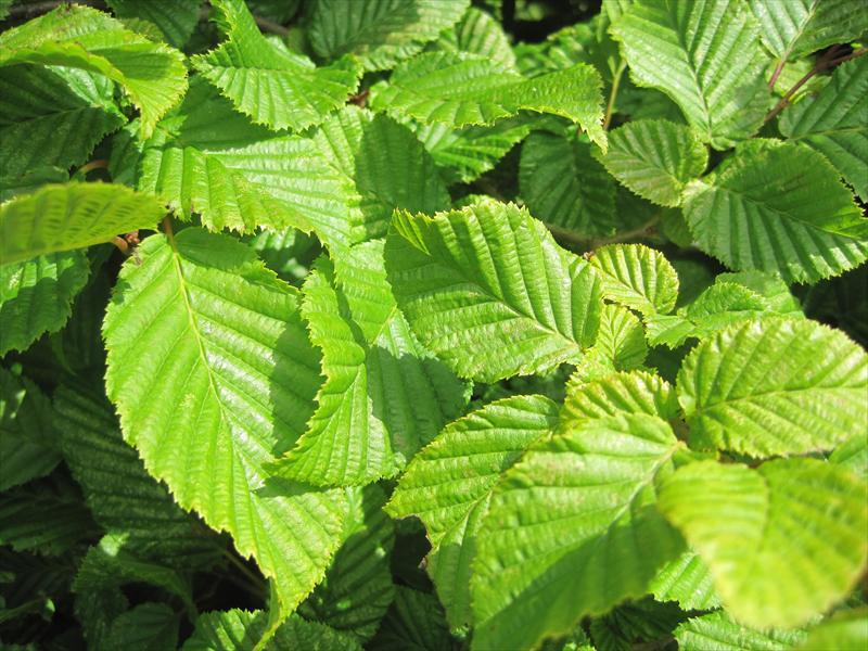 CARPINUS BETULUS
