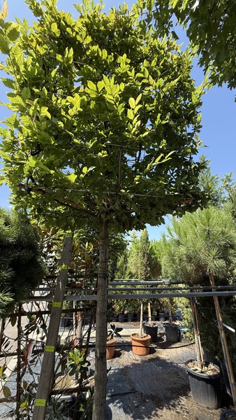 CARPINUS BETULUS