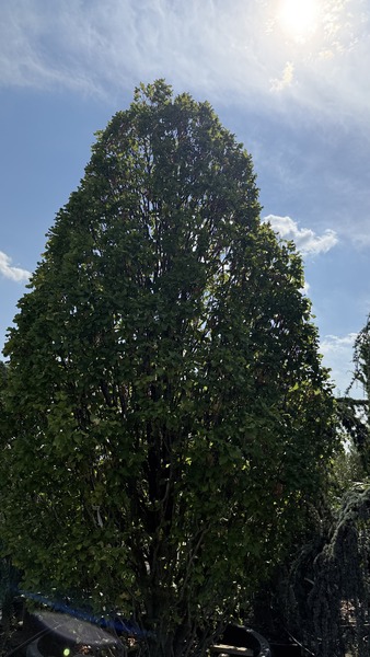 CARPINUS BETULUS MONUMENTALIS