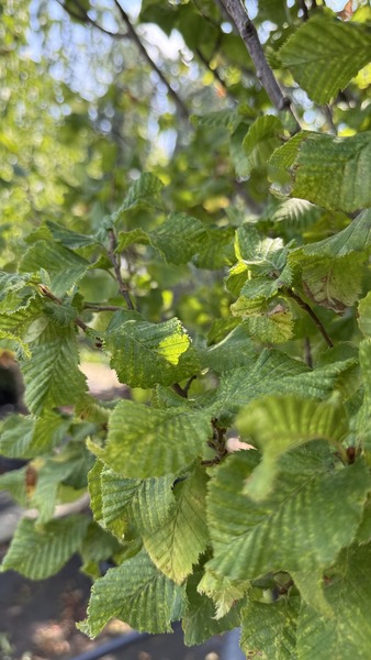 CARPINUS BETULUS MONUMENTALIS
