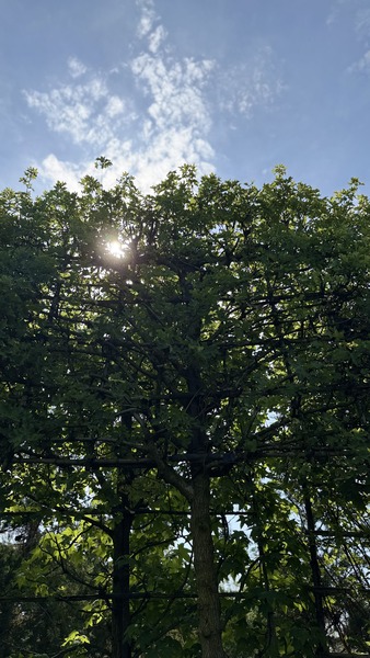 CARPINUS BETULUS
