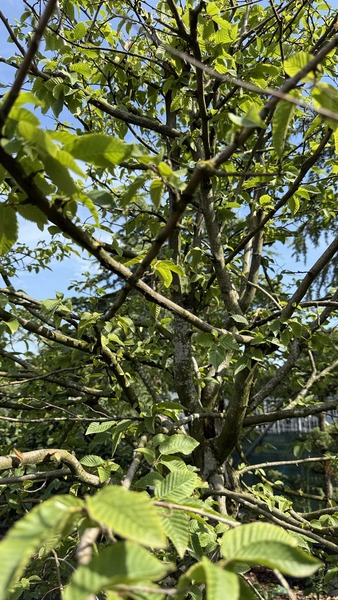 CARPINUS BETULUS