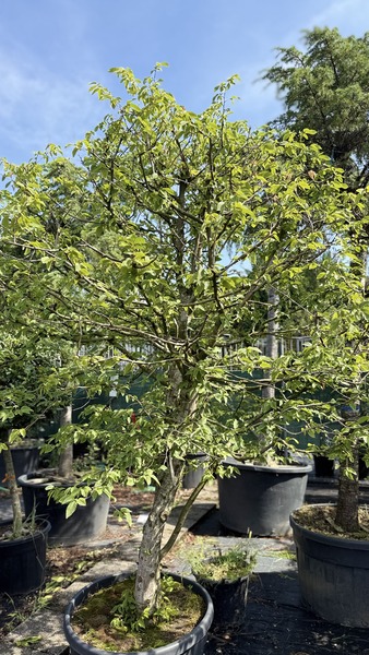 CARPINUS BETULUS