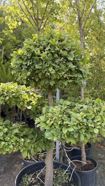 CARPINUS BETULUS