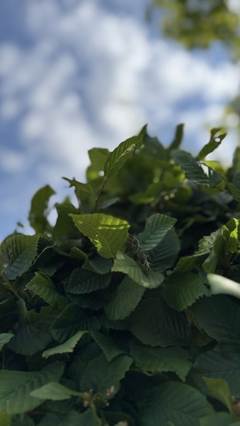 CARPINUS BETULUS