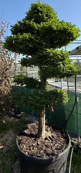 CARPINUS BETULUS