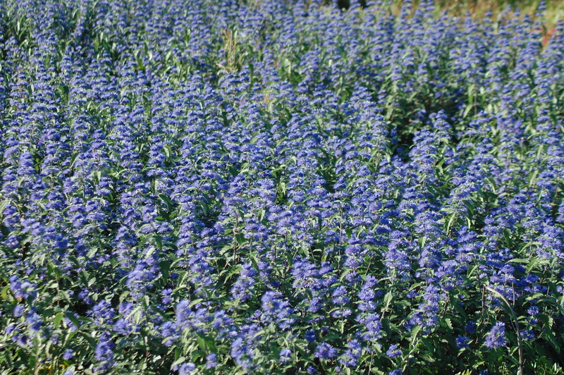 CARYOPTERIS INCANA CARY