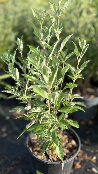 CARYOPTERIS CL. KEW BLUE