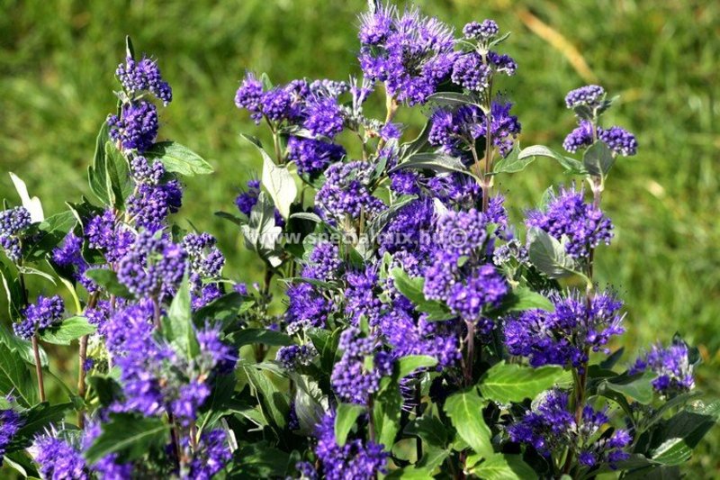 CARYOPTERIS CLAND. GRAND BLEU