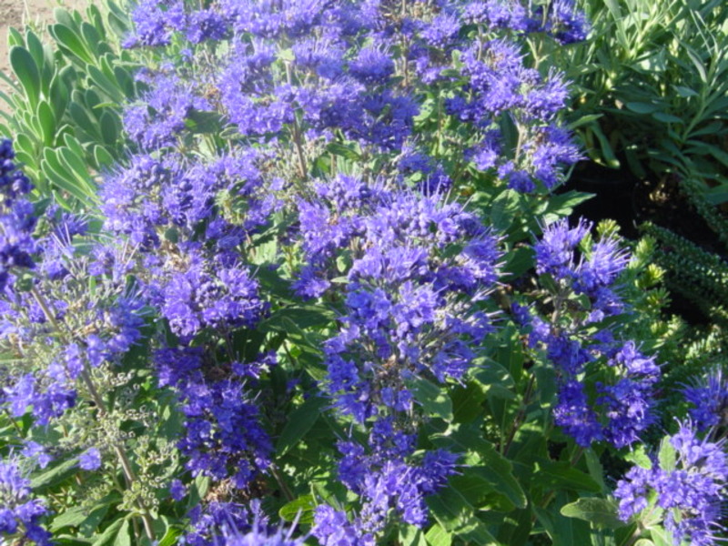 CARYOPTERIS CLAND. GRAND BLUE