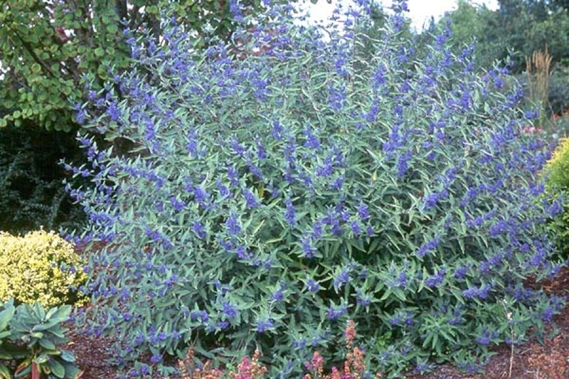 CARYOPTERIS CLAND. HEAV. BLUE