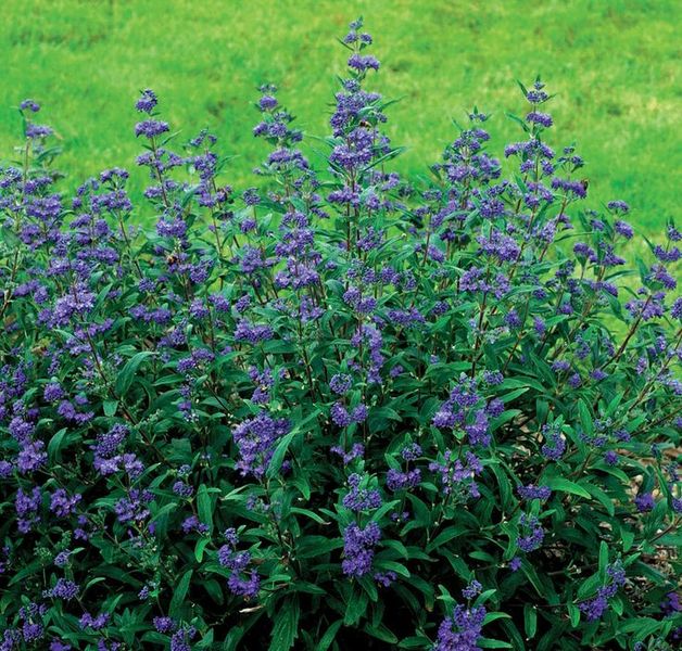 CARYOPTERIS CLAND. HEAV. BLUE